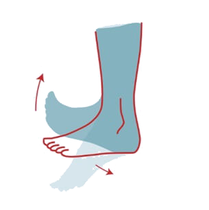 Avior - Crurotalar and knee joint rehabilitation device