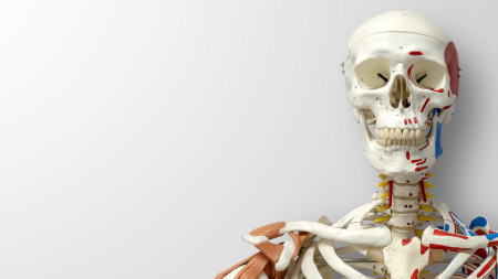 Human Skeleton - Key to Understanding Anatomy, Movement and Diagnostics