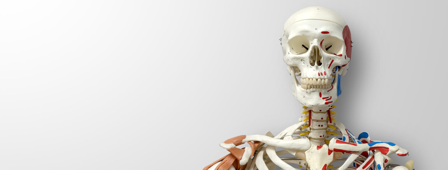 Human Skeleton - Key to Understanding Anatomy, Movement and Diagnostics